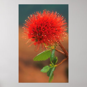 Natal botpenseel (Greyia Sutherlandii) Bloem Poster