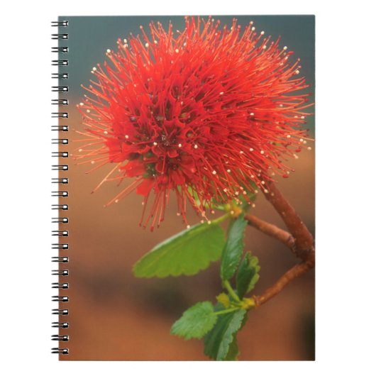 Natal Bottlebrush (Greyia Sutherlandii) Bloem Notitieboek (Voorkant)