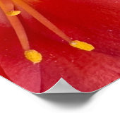 Natal Lily Flower Poster (Hoek)