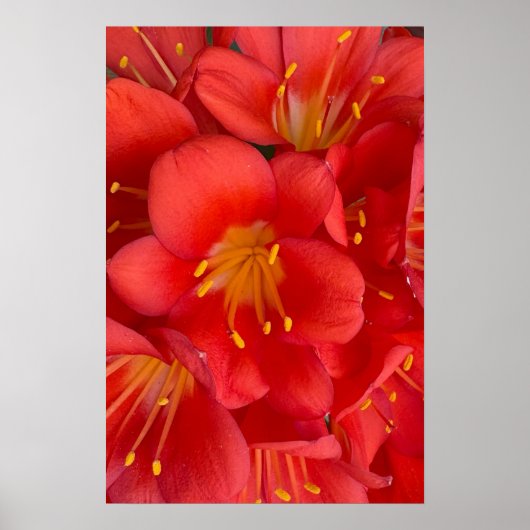 Natal Lily Flower Poster (Voorkant)
