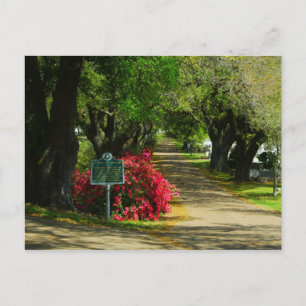 Natchez City Cemetery Briefkaart