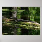 Natchez Trace Gator (3) Poster (Voorkant)