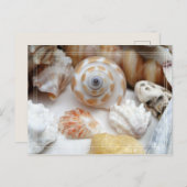 Natica Jewel Box Kitten's Paw Seashells Briefkaart (Voorkant / Achterkant)