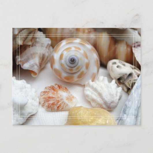 Natica Jewel Box Kitten's Paw Seashells Briefkaart (Voorkant)