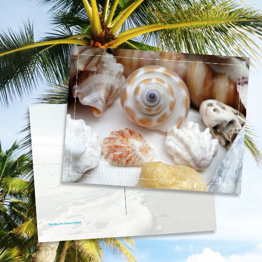 Natica Jewel Box Kitten's Paw Seashells Briefkaart