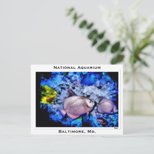 Nationaal Aquarium, Baltimore, Md. Briefkaart (Staand voorkant)