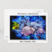 Nationaal Aquarium, Baltimore, Md. Briefkaart (Voorkant / Achterkant)