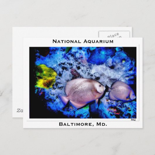 Nationaal Aquarium, Baltimore, Md. Briefkaart (Voorkant / Achterkant)