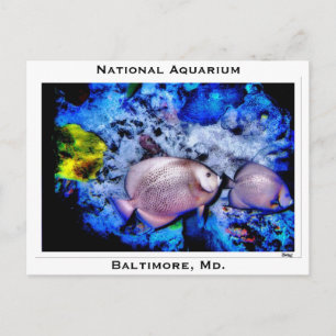 Nationaal Aquarium, Baltimore, Md. Briefkaart