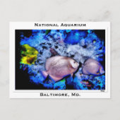 Nationaal Aquarium, Baltimore, Md. Briefkaart (Voorkant)