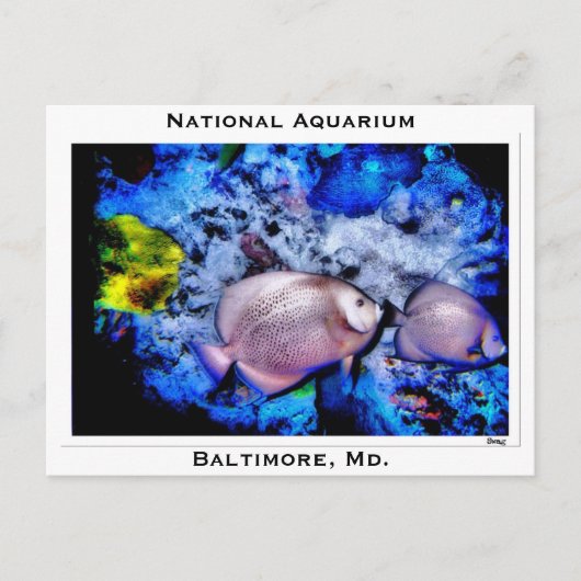 Nationaal Aquarium, Baltimore, Md. Briefkaart (Voorkant)