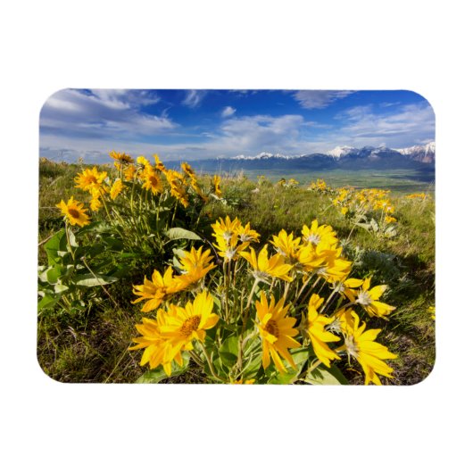 Nationaal Bison-bereik Magneet (Horizontaal)