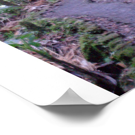 Nationaal bos El Yunque Poster (Hoek)