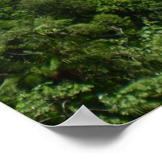 Nationaal bos El Yunque Poster (Hoek)