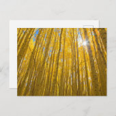 Nationaal bos van de witte rivier briefkaart (Voorkant / Achterkant)