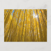 Nationaal bos van de witte rivier briefkaart (Voorkant)