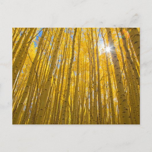 Nationaal bos van de witte rivier briefkaart (Voorkant)