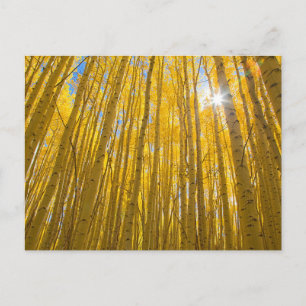 Nationaal bos van de witte rivier briefkaart