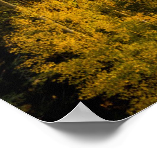 Nationaal bos van Santa Fe op zonsondergang in het Poster (Hoek)