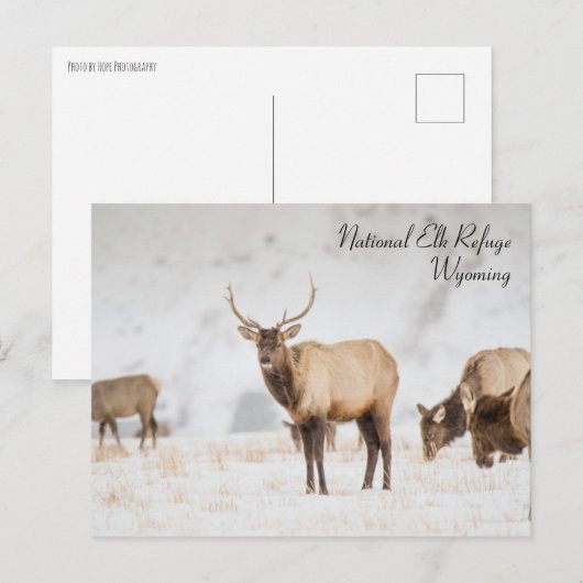 Nationaal Briefkaart Elk Refuge Wyoming (Voorkant / Achterkant)