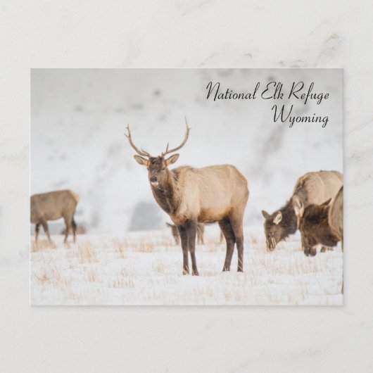 Nationaal Briefkaart Elk Refuge Wyoming (Voorkant)
