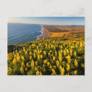 Nationaal kustgebied Point Reyes Californië Briefkaart