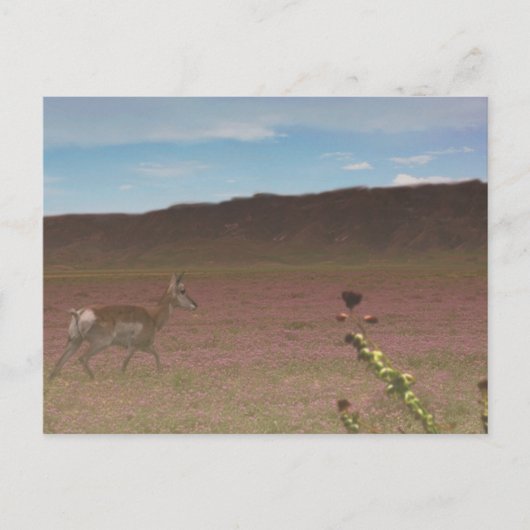 Nationaal monument van Carrizo Plain Briefkaart (Voorkant)