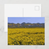 Nationaal monument van Carrizo Plain Briefkaart (Voorkant / Achterkant)