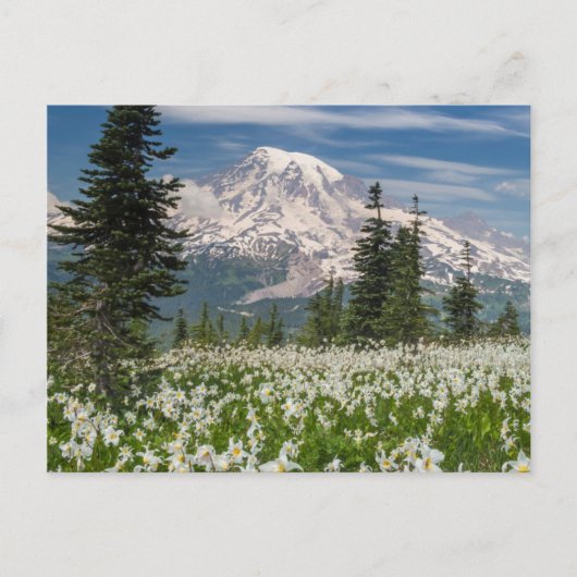 Nationaal park 1 van Mount Rainier Briefkaart (Voorkant)