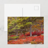 Nationaal park Acadia, Maine Briefkaart (Voorkant / Achterkant)
