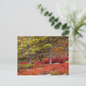 Nationaal park Acadia, Maine Briefkaart (Staand voorkant)