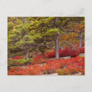 Nationaal park Acadia, Maine Briefkaart