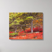 Nationaal park Acadia, Maine Canvas Afdruk (Voorkant)