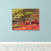 Nationaal park Acadia, Maine Canvas Afdruk (Insitu (Houten vloer))