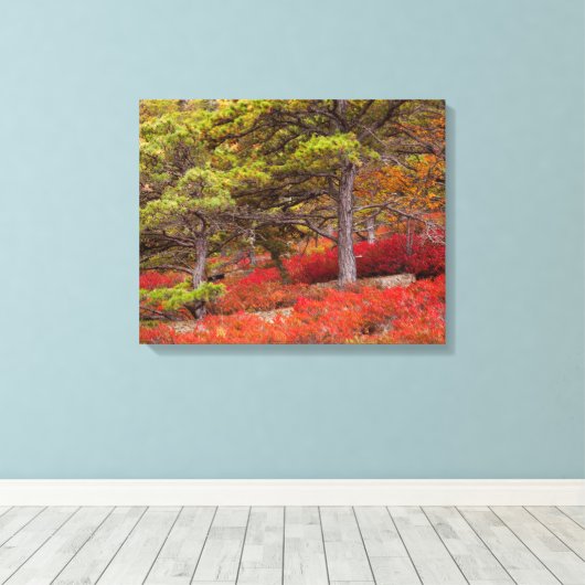 Nationaal park Acadia, Maine Canvas Afdruk (Insitu (Houten vloer))