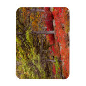 Nationaal park Acadia, Maine Magneet (Verticaal)