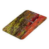 Nationaal park Acadia, Maine Magneet (Linkerzijde)