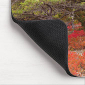 Nationaal park Acadia, Maine Muismat (Hoek)