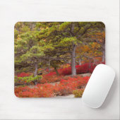 Nationaal park Acadia, Maine Muismat (Met muis)