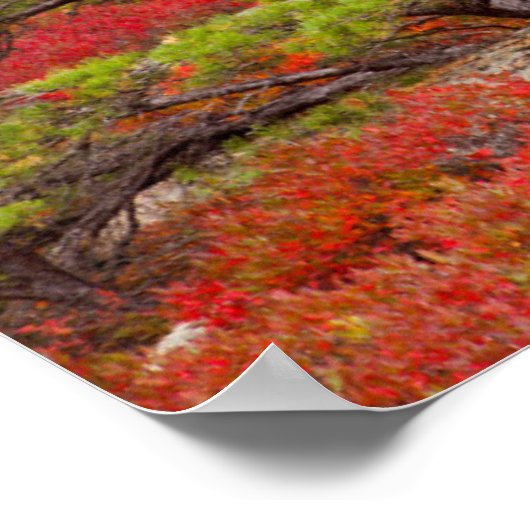 Nationaal park Acadia, Maine Poster (Hoek)