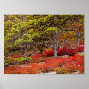Nationaal park Acadia, Maine Poster