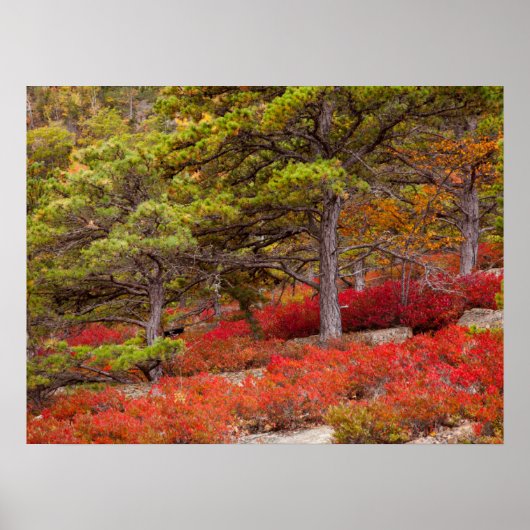 Nationaal park Acadia, Maine Poster (Voorkant)