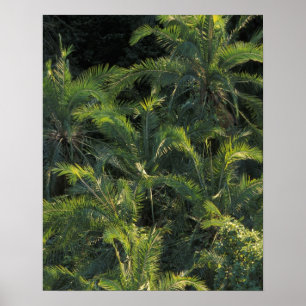 Nationaal Park Afrika, Zambia, Mosi-Oa-Tunya, Poster
