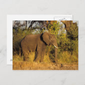 Nationaal Park Afrika, Zimbabwe, Victoria Herfsten Briefkaart (Voorkant / Achterkant)