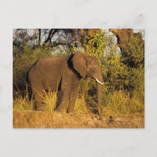 Nationaal Park Afrika, Zimbabwe, Victoria Herfsten Briefkaart (Voorkant)