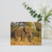 Nationaal Park Afrika, Zimbabwe, Victoria Herfsten Briefkaart (Staand voorkant)