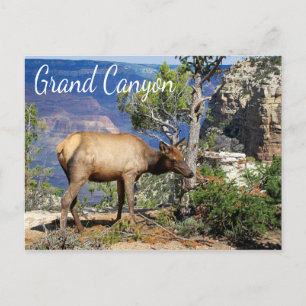 Nationaal park Arizona Briefkaart Grand Canyon
