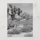 Nationaal park B&W Joshua Tree 3 Briefkaart (Voorkant)