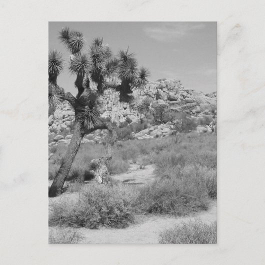 Nationaal park B&W Joshua Tree 3 Briefkaart (Voorkant)