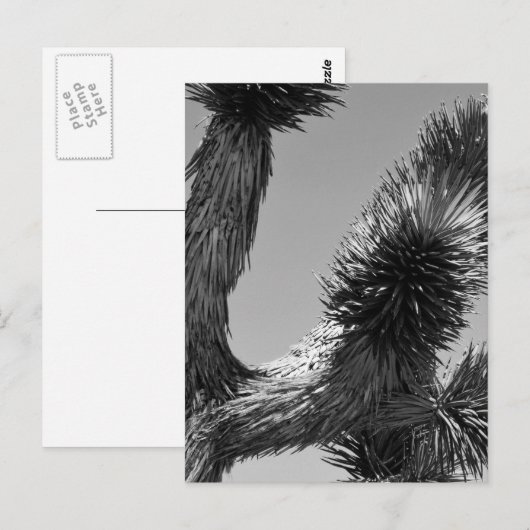 Nationaal park B&W Joshua Tree 4 Briefkaart (Voorkant / Achterkant)